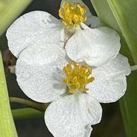 オモダカ,水元公園,お花は癒し,花が好き❤,☆携帯撮影☆の画像