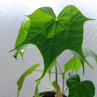 フィルミアナ コロラータ,観葉植物,塊根植物,コーデックス,植物のある暮らしの画像