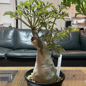 キフォステンマ・ベティフォルメ,キフォステンマ ベティフォルメ,コーデックス,キフォステンマ,台風対策の画像