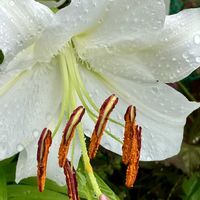カサブランカ,カサブランカ,ユリ,ユリ,白い花の画像