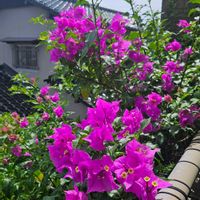 ブーゲンビリア,花のある暮らし,チーム福岡,おうち園芸,ベランダの画像