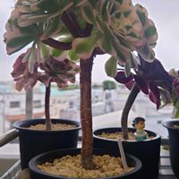 アエオニウム属,花のある暮らし,斑入り見つけ隊♪,ベランダの画像