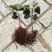 スモークツリー,スモークツリーグレース,ガーデニング,スモークツリー挿し芽,スモークツリースノーパフの画像