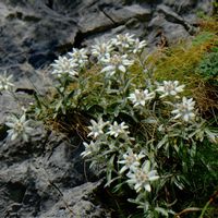 エーデルワイス,北海道から,キク科ウスユキソウ属の画像