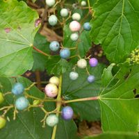 ノブドウ,ウォーキング中の画像
