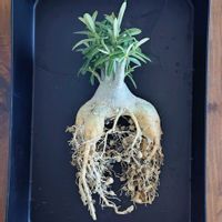 アデニウム・オべスム,植え替え,塊根植物,実生,成長記録の画像