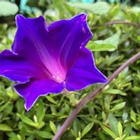 桔梗朝顔,ベランダの画像