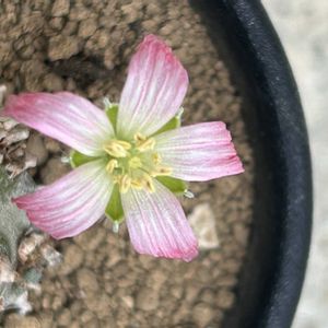 モンソニア・ペニクリナム,塊根植物,モンソニア,いとみの塊根の画像