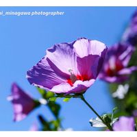 ムクゲ,GSの繋がりに感謝♡,旭川市,花菜里ランド,たいせつななかま♡の画像