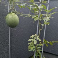 スイカ,感謝,こぼれ種,あんどん仕立て,ベランダの画像