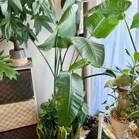 ストレリチア,ストレリチア オーガスタ,オーガスタ,観葉植物,インテリアグリーンの画像