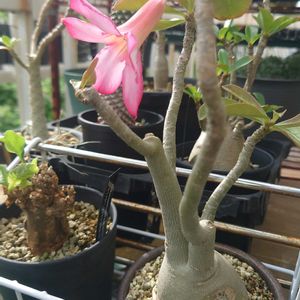 多肉植物,塊根植物,多肉生活,珍奇植物,植中毒の画像