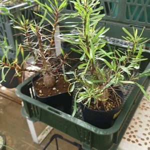 フォークイエリア プルプシー,フォークイエリア プルプシー,マテレア シクロフィア,多肉植物,塊根植物の画像