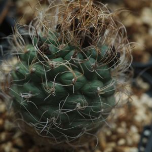 ハオルチア,多肉植物,観葉植物,塊根植物,サボテン科の画像