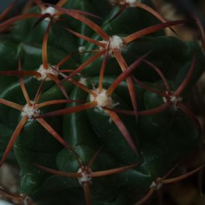 ハオルチア,多肉植物,観葉植物,塊根植物,サボテン科の画像