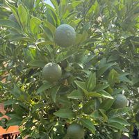 夏みかんの画像