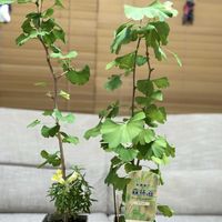 キンギョソウ,キンギョソウ,イチョウ,コガネキヌカラカサタケ（黄金絹唐傘茸）,黄色い花の画像