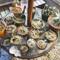 月兎耳,アロエブリザード,カランコエ ティディベア,多肉植物,多肉多肉多肉の画像