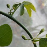 アデニア・グラウカの画像