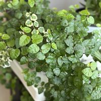 フィカス・プミラ,観葉植物,常緑つる性植物,小さな葉の画像