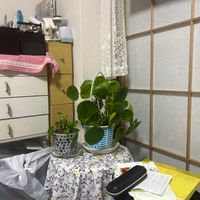 金のなる木の画像