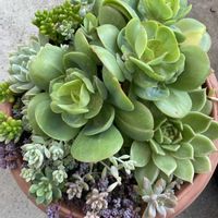 虹の玉,パープルヘイズ,姫秀麗,ピーチプリデ,多肉植物 寄せ植えの画像