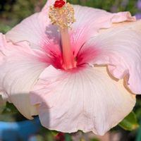 鉢植え,大好きな花,花のある生活,自宅の花,可愛い花の画像