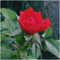 ムクゲ,ミニバラ,木槿(ムクゲ),可愛い,癒やされての画像