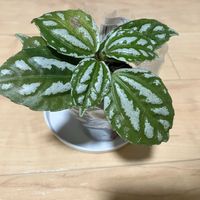 ピレア,観葉植物,観葉植物のある暮らしの画像