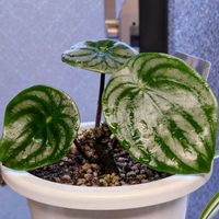 ペペロミア,ペペロミア サンデルシー,ワンワン祭り,わさび茎の画像