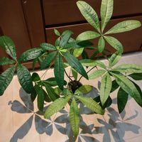 パキラ,観葉植物,お気に入り,新芽,グリーンのある暮らしの画像