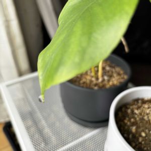 モンステラ,モンステラ,植え替え,切り戻し,ガーデニング超初心者の画像