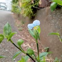 ツユクサ,ツユクサ,露草,露草,ウスイロツユクサの画像