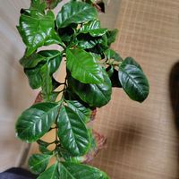 コーヒーの木,ダイソーの画像