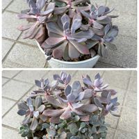オパリナ,ピーチプリデ,樹霜,デビ－,オータム フレイムの画像