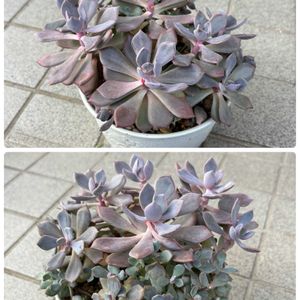 オパリナ,ピーチプリデ,樹霜,デビ－,オータム フレイムの画像