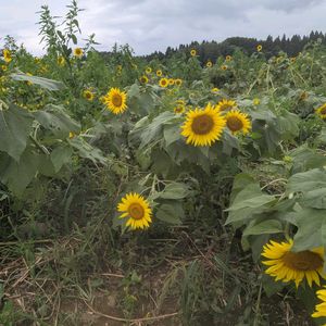 ヒマワリ,ヒマワリ,ヒマワリ,ひまわり,ひまわりの画像