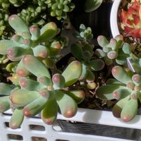 多肉植物,葉挿し,クラッスラ,多肉寄せ植え,実生苗の画像