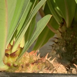 ハナキリン,ユーフォルビア ミリー,ユーフォルビア,塊根植物の画像
