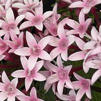 ペンタス,ピンクの花,今日も元気で,今日も笑顔で♡,ピンクワールドへ   ようこその画像