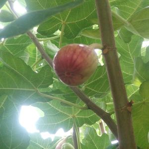 イチジク,放置栽培,夏野菜収穫,自然にお任せの画像