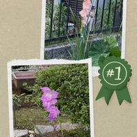 グラジオラス,グラジオラス,✨今日のお花✨,お花　コラージュ,可愛いの画像