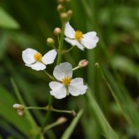 オモダカ,水生植物,白い花,葉っぱ,花散歩の画像