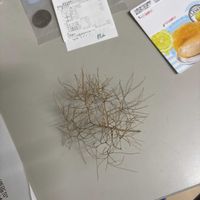 スモークツリーの画像