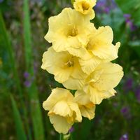 グラジオラス,黄色い花,今日のお花,幸せの黄色いお花の画像
