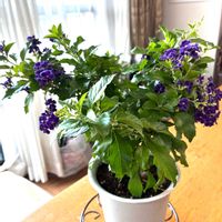 デュランタ,100均,いつもありがとう♡,花日記,しあわせ運べるようにの画像