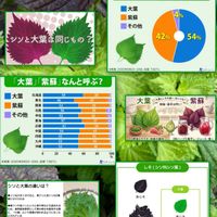 シソ,大葉,赤紫蘇,チーム新潟の画像