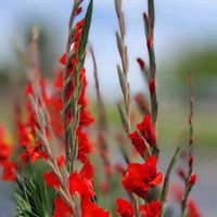 グラジオラス,ペンタス,オキシペタラム ブルースター,あさがお,花のある暮らしの画像