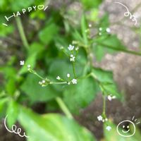 ニチニチソウ,ミツバ,オオベンケイソウ,小玉スイカ,白花フジバカマの画像
