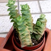 南十字星,多肉植物,クラッスラ属の画像